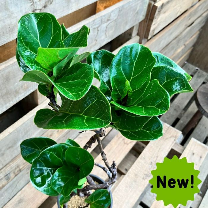 観葉植物現品販売