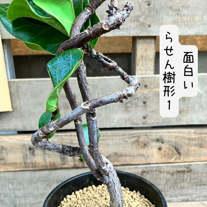 観葉植物現品販売