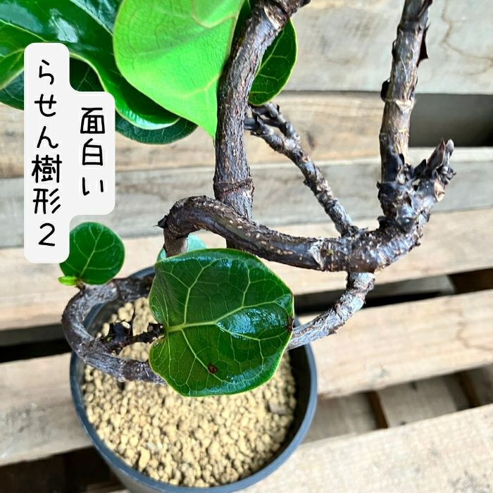 観葉植物現品販売