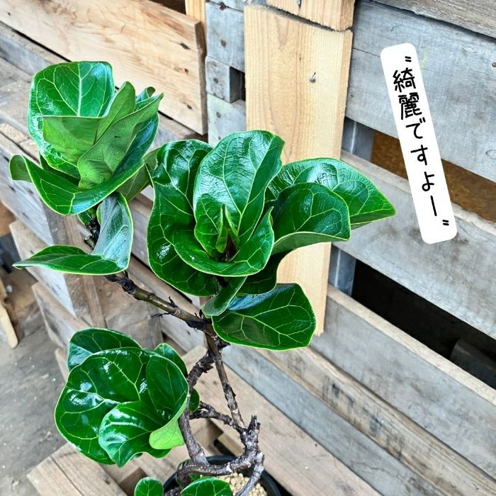 観葉植物現品販売
