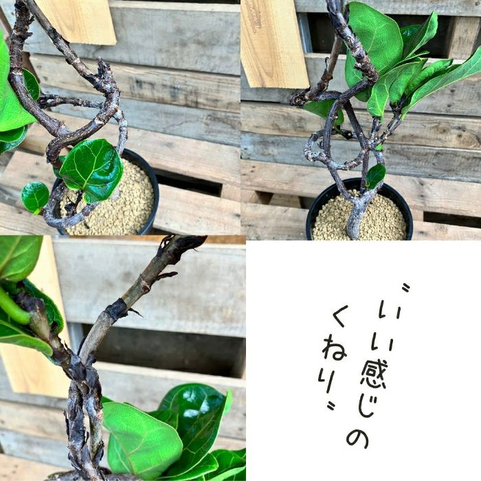 観葉植物現品販売