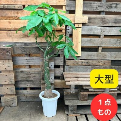 観葉植物 【現品】希少 自然系 パキラ 実生 8号 000874