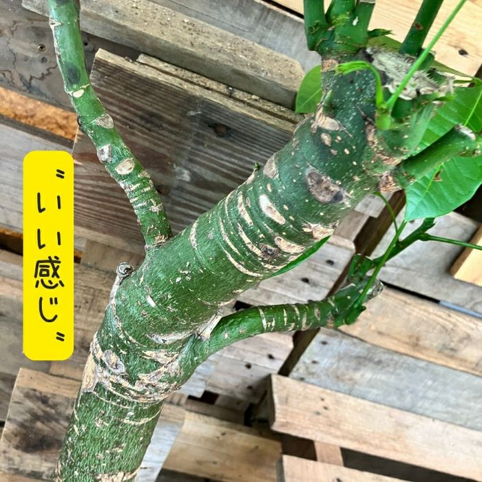 観葉植物現品販売