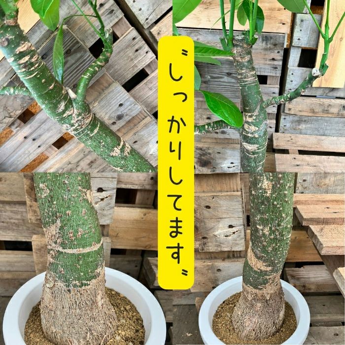 観葉植物現品販売