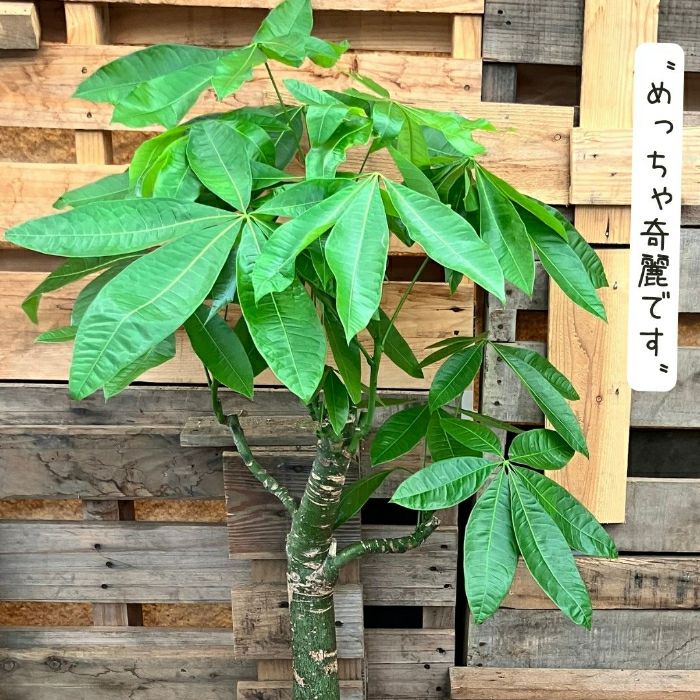 観葉植物現品販売