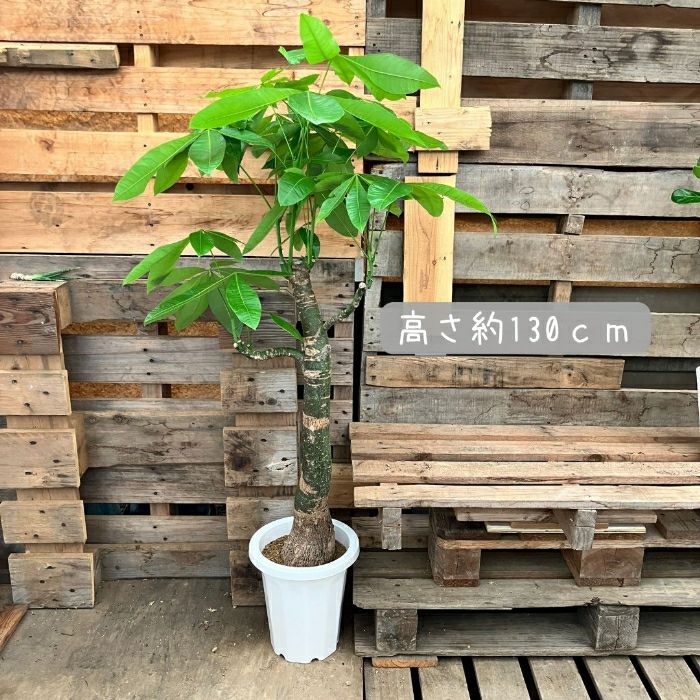観葉植物現品販売