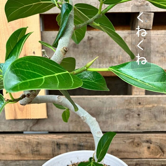 観葉植物現品販売