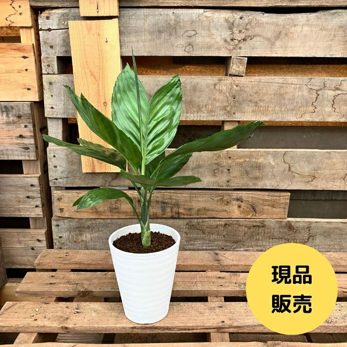 観葉植物現品販売