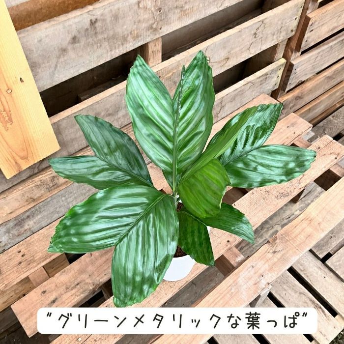 観葉植物現品販売