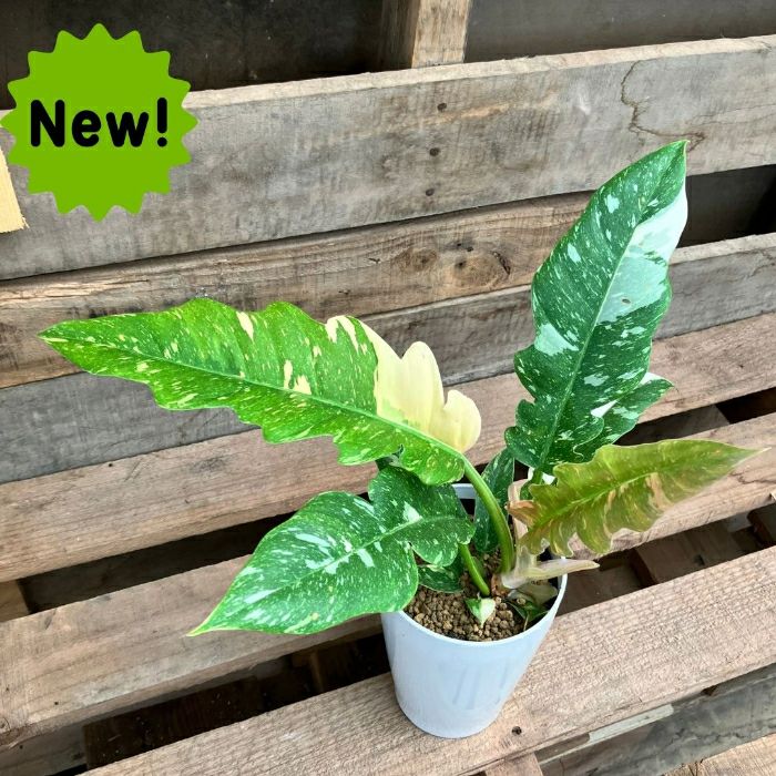 観葉植物現品販売