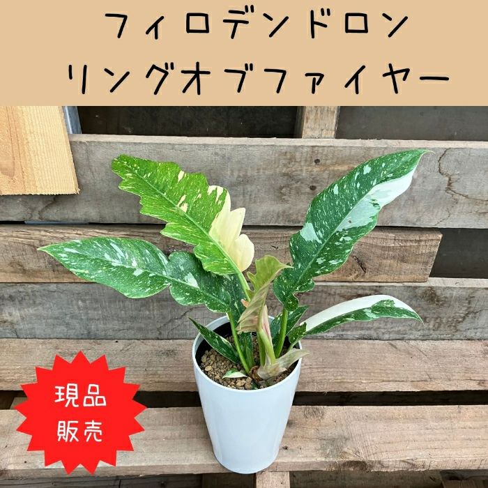 観葉植物現品販売
