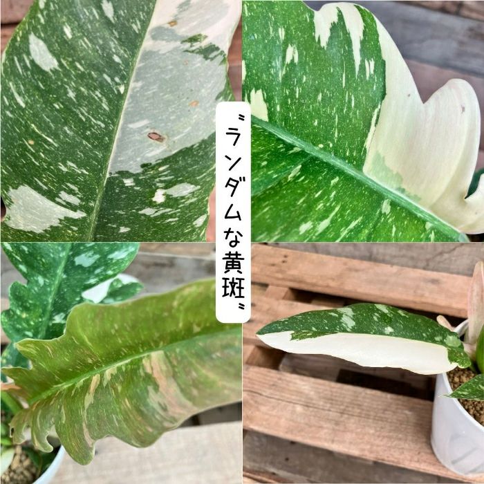 観葉植物現品販売
