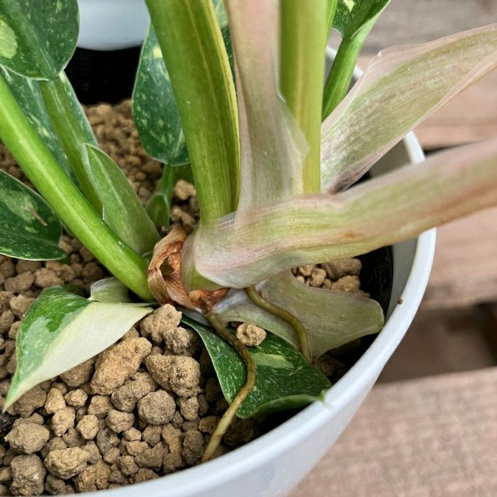 観葉植物現品販売