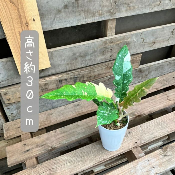 観葉植物現品販売