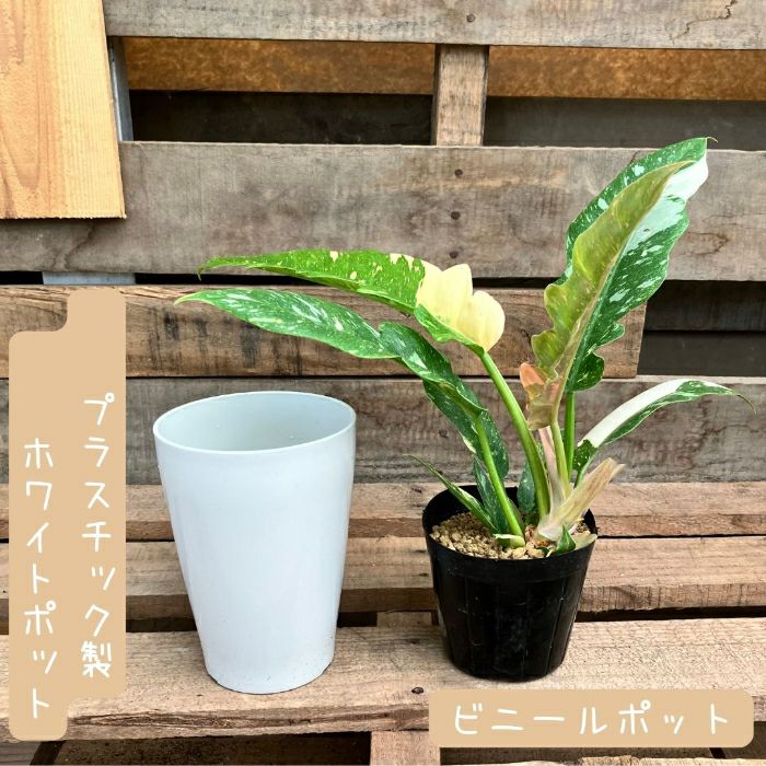 観葉植物現品販売