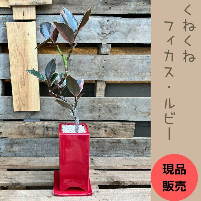 観葉植物現品販売