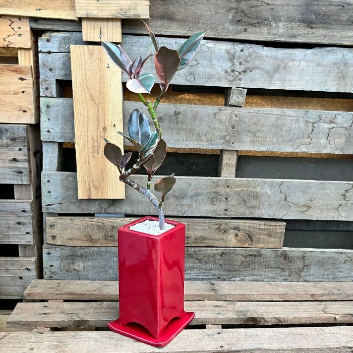 観葉植物現品販売