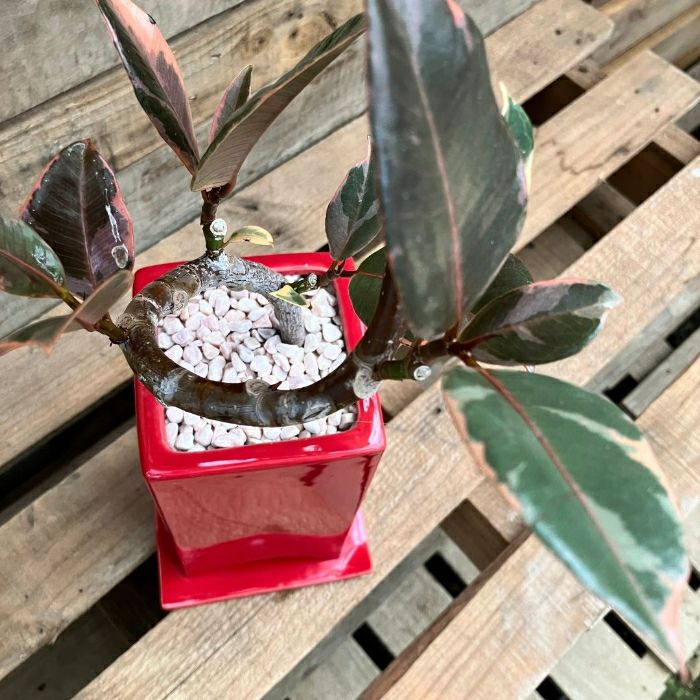 観葉植物現品販売