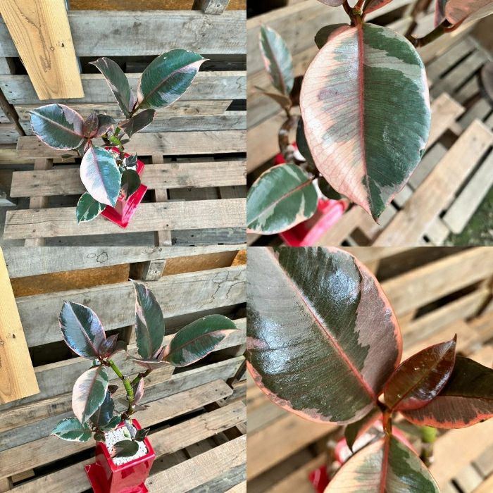 観葉植物現品販売