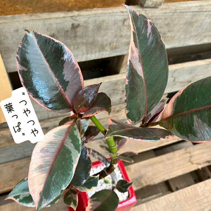 観葉植物現品販売