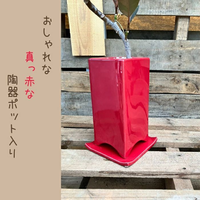 観葉植物現品販売