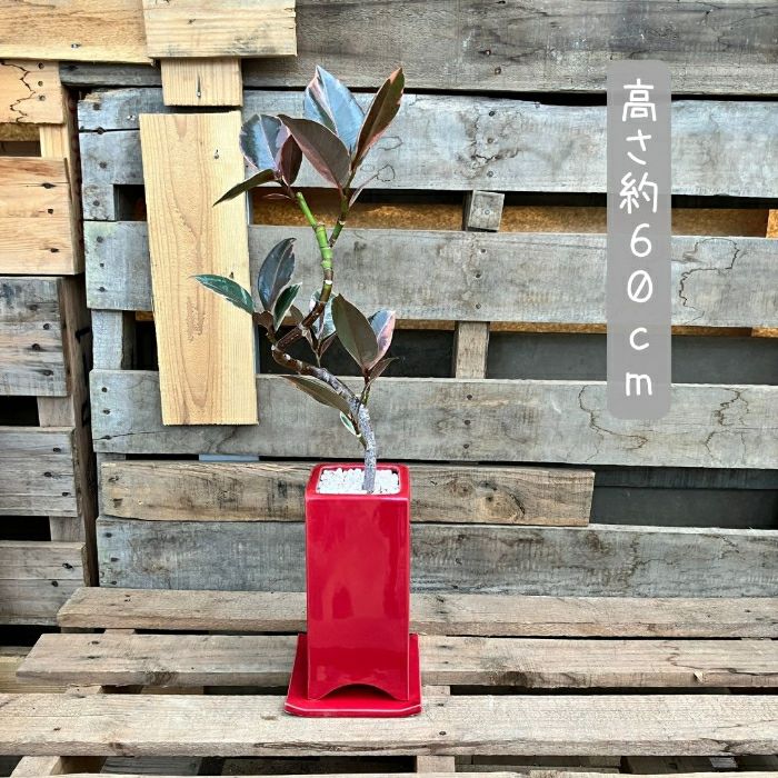 観葉植物現品販売