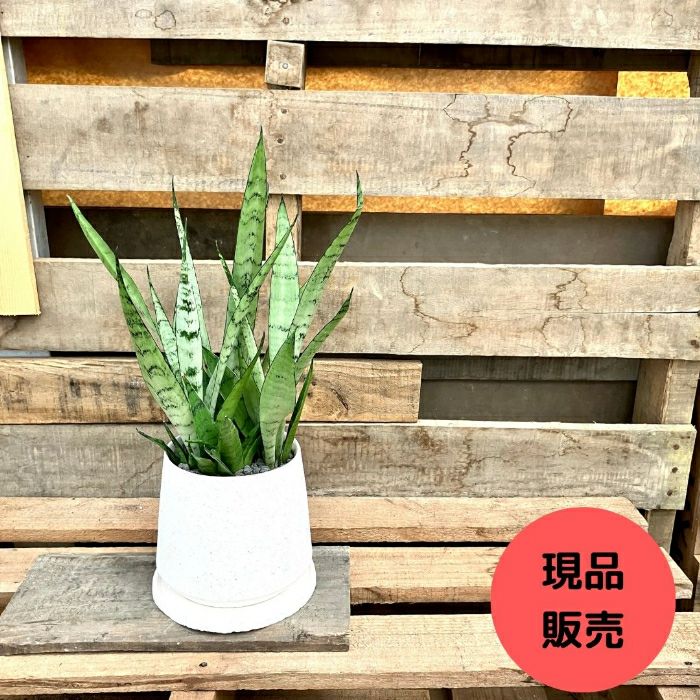 観葉植物現品販売