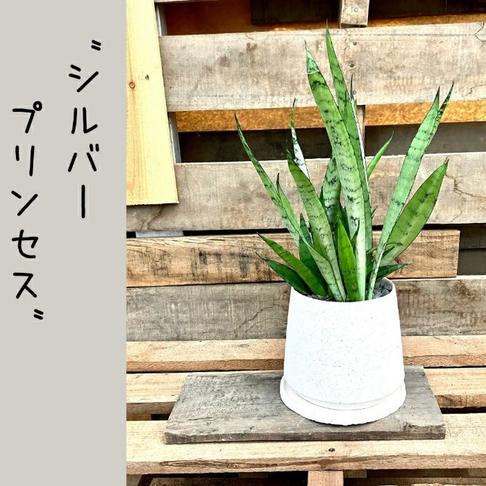 観葉植物現品販売