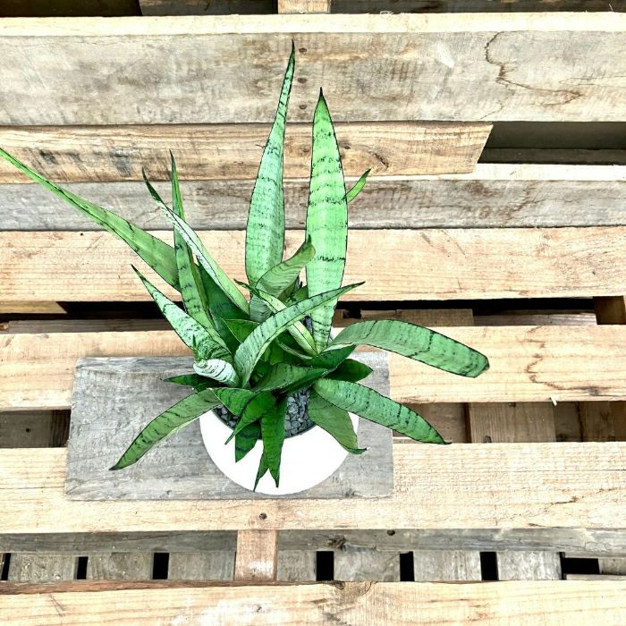 観葉植物現品販売