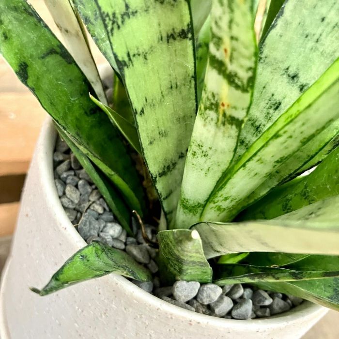 観葉植物現品販売