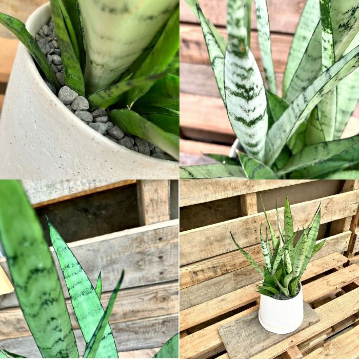 観葉植物現品販売