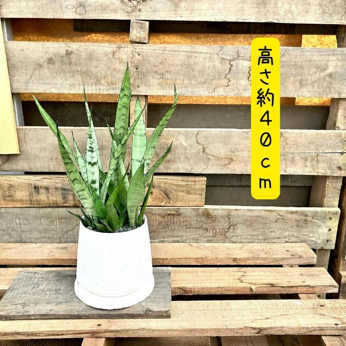 観葉植物現品販売