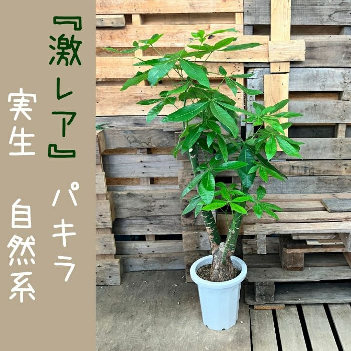 観葉植物現品販売
