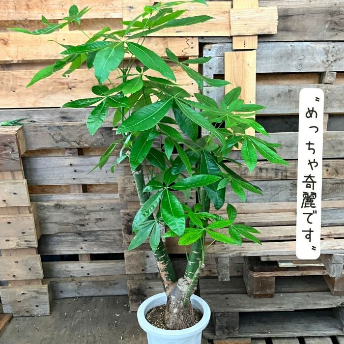 観葉植物現品販売