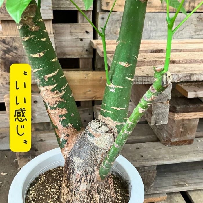 観葉植物現品販売