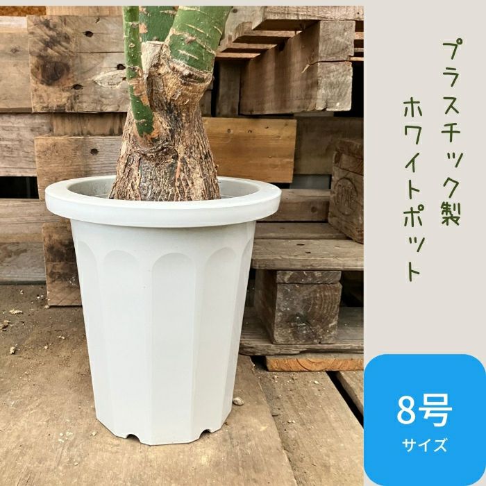 観葉植物現品販売