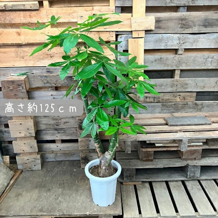 観葉植物現品販売
