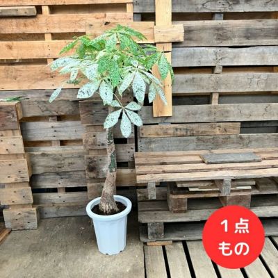 観葉植物 【現品】激レア 斑入りパキラ ミルキーウェイ 新品 000881