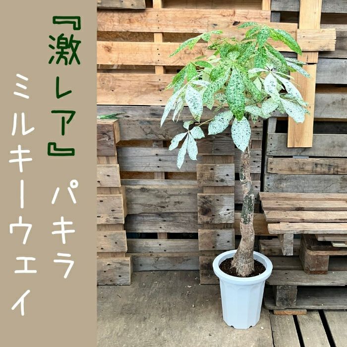 観葉植物現品販売