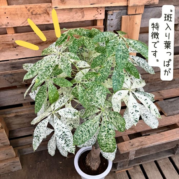 観葉植物現品販売