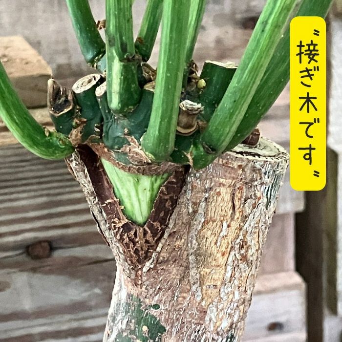観葉植物現品販売