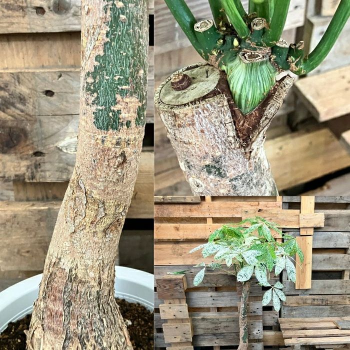 観葉植物現品販売