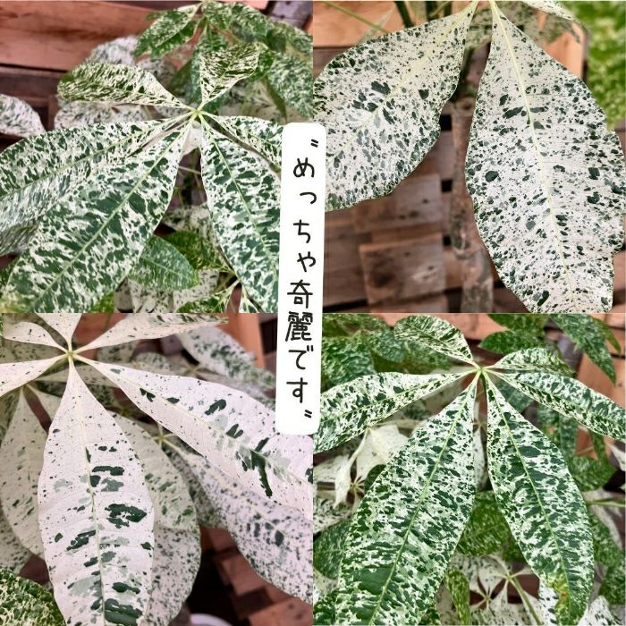 観葉植物現品販売