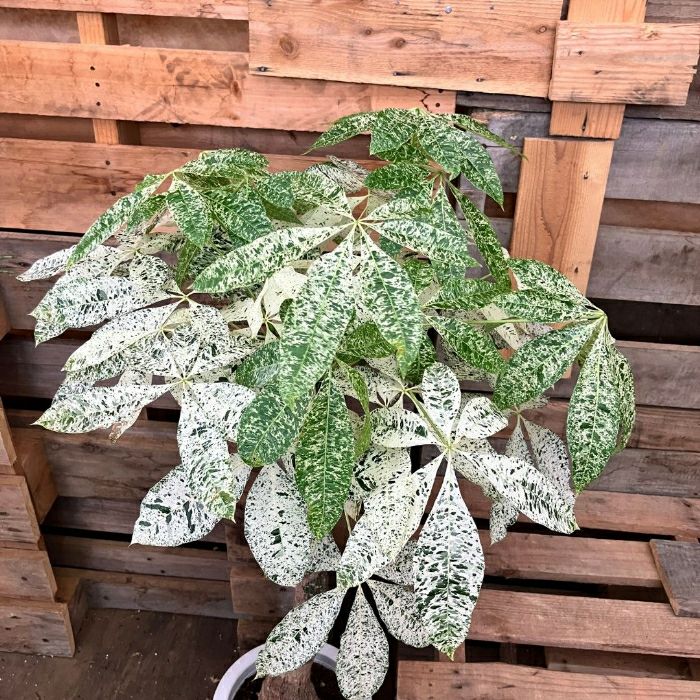 観葉植物現品販売