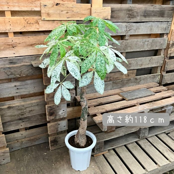観葉植物現品販売