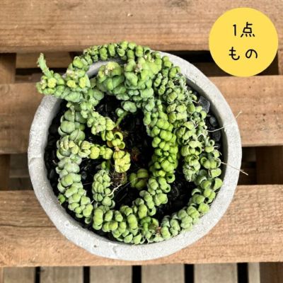 観葉植物 【現品】激レア 斑入りパキラ ミルキーウェイ 新品 000915