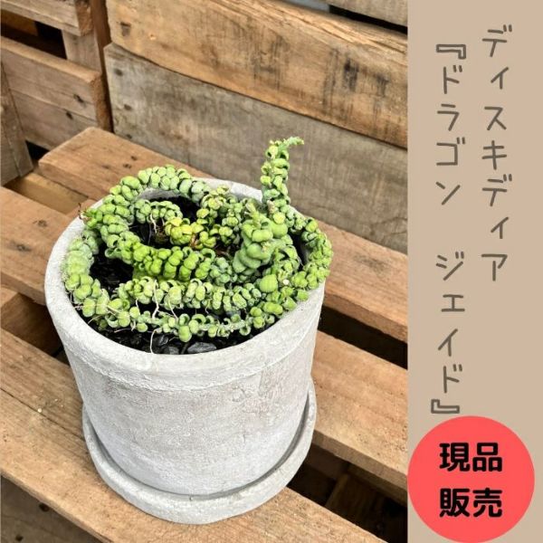 観葉植物 【現品】 激レア 入手困難 ディスキディア 『ドラゴンジェイド』 000803