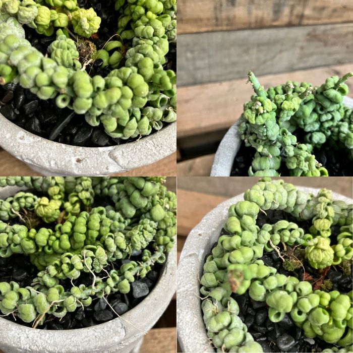 観葉植物現品販売