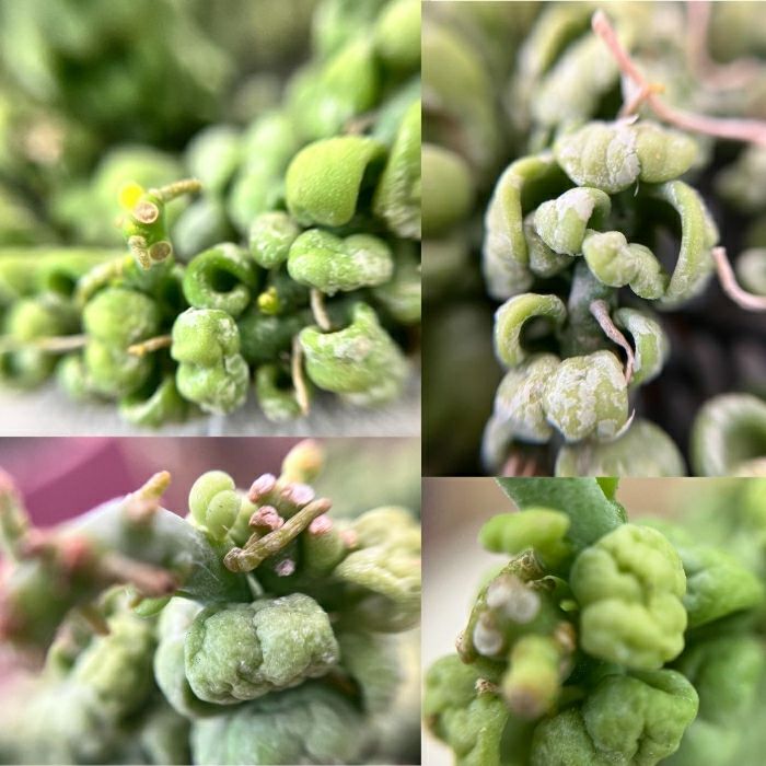 観葉植物現品販売