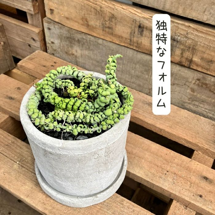 観葉植物現品販売